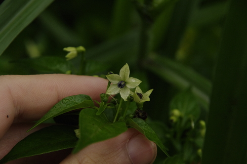 Capsicum frutescens (Capsicum frutescens)