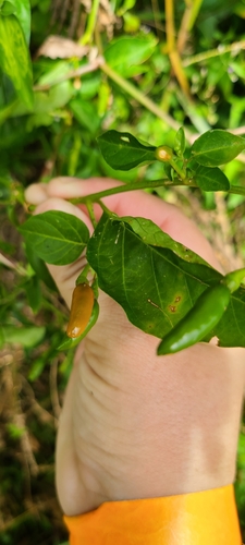 Capsicum frutescens (Capsicum frutescens)