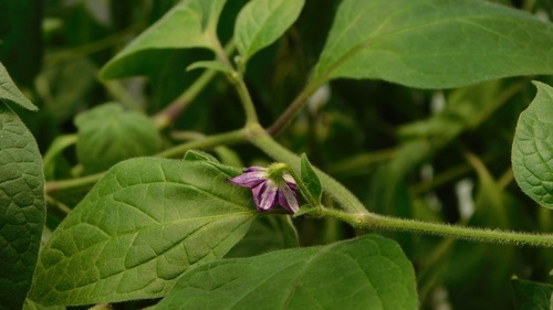 Rocoto (Capsicum pubescens)