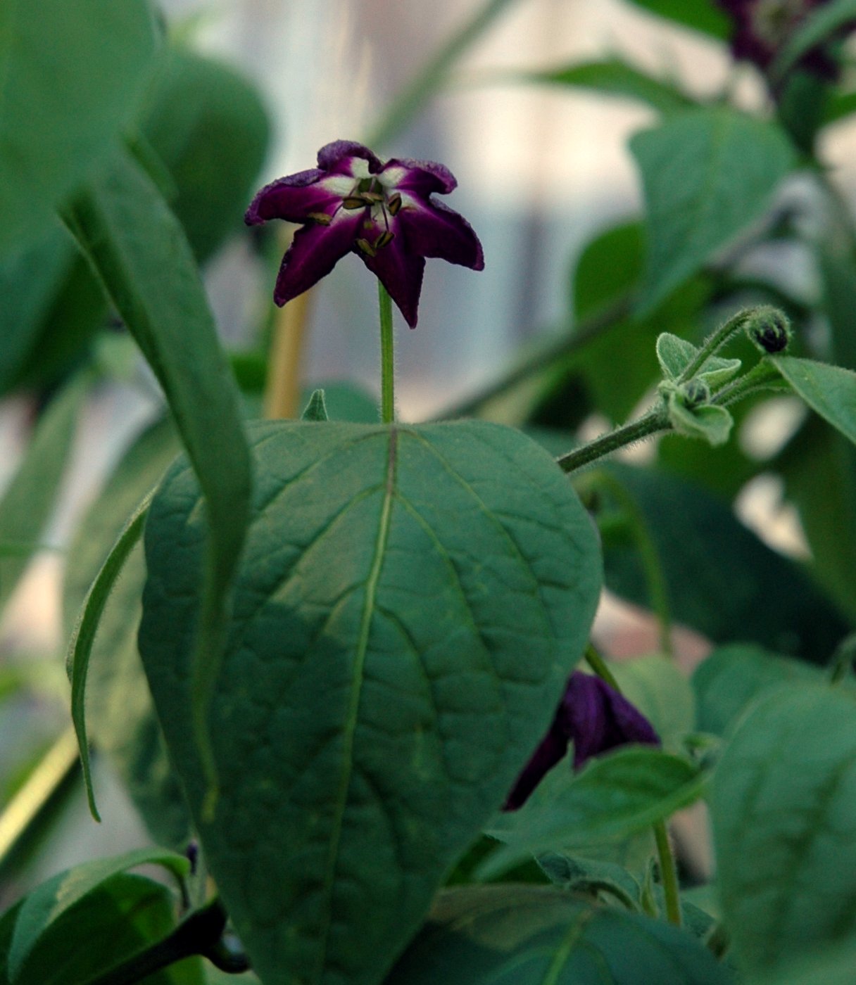 Rocoto: Flower of Capsicum pubescens ssp.
