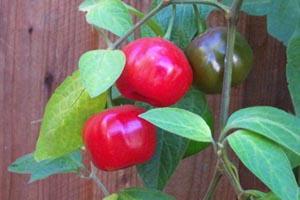 Rocoto: en:Rocoto pepper. Image from [1] . Image taken by JoeCarrasco , who told me by e-mail that he agrees to license it under the GFDL. Lupo 19:50, 24 Feb 2005
