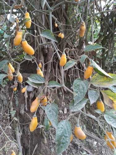 Rocoto (Capsicum pubescens)