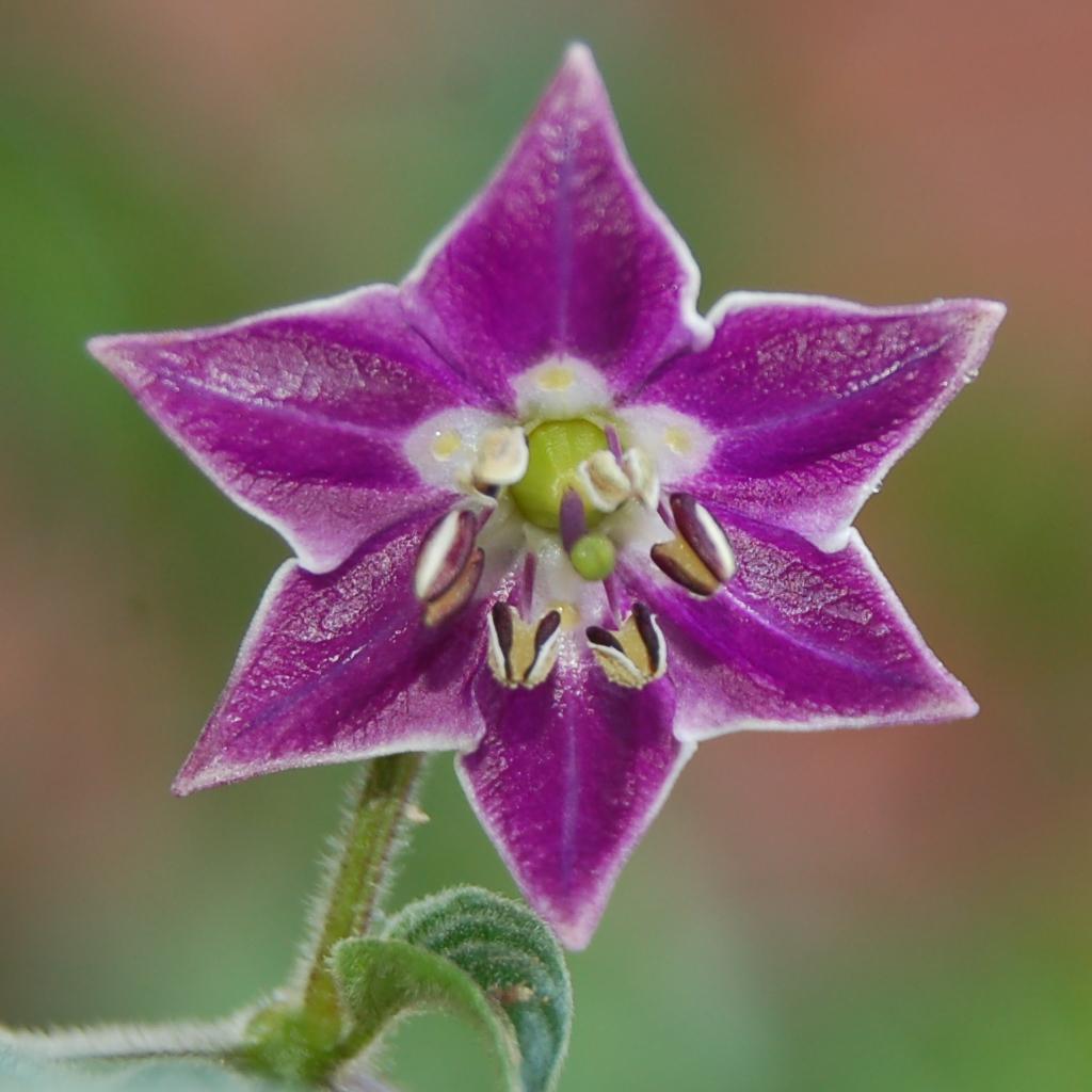 Rocoto: This is a flower of a CAP 217 en:chili pepper plant. It belongs to the en:Capsicum pubescens species, which is commonly known as en:Rocoto . The author of this