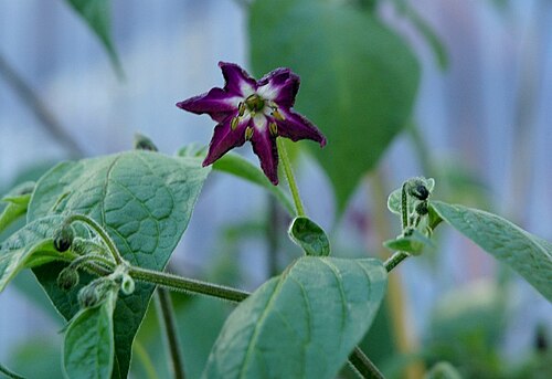 Rocoto: Flower of Capsicum pubescens ssp.
