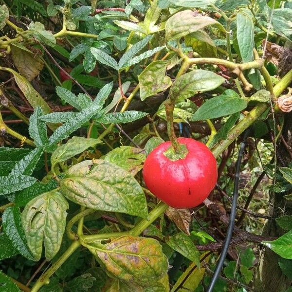 Rocoto (Capsicum pubescens)