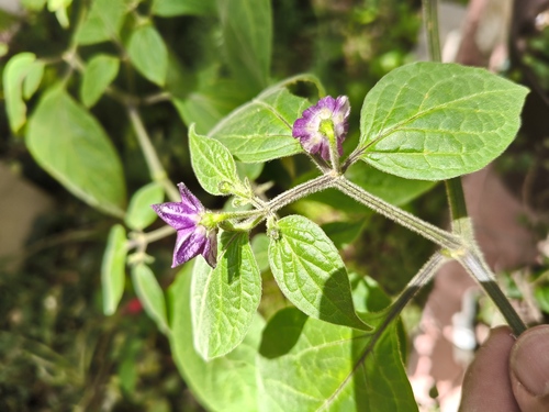 Rocoto (Capsicum pubescens)