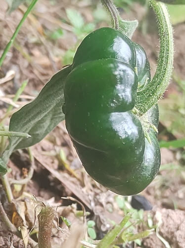 Rocoto (Capsicum pubescens)
