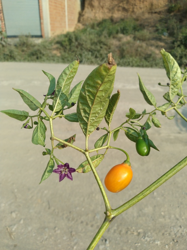 Rocoto (Capsicum pubescens)