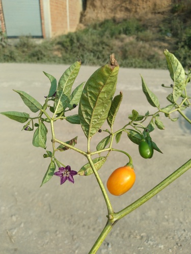 Rocoto (Capsicum pubescens)