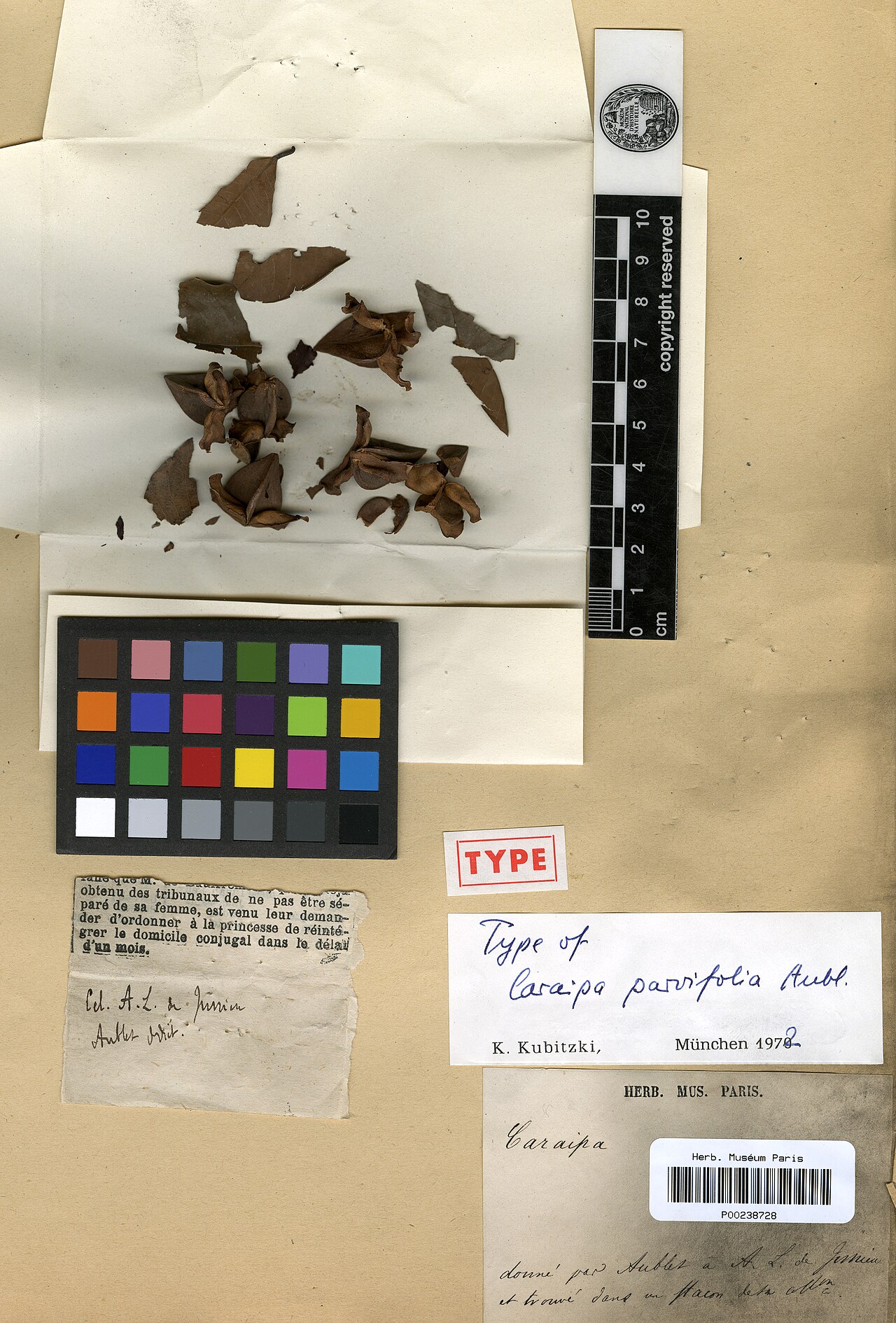 Caraipa parvifolia: Caraipa parvifolia Aubl. - herbier collecté par Aublet en Guyane, conservé au MNHN P-P00238728