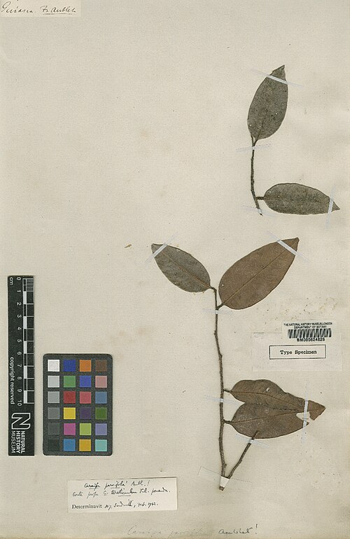 Caraipa parvifolia: Caraipa parvifolia Aubl. - herbier collecté par Aublet en Guyane, conservé au British Museum BM000624826