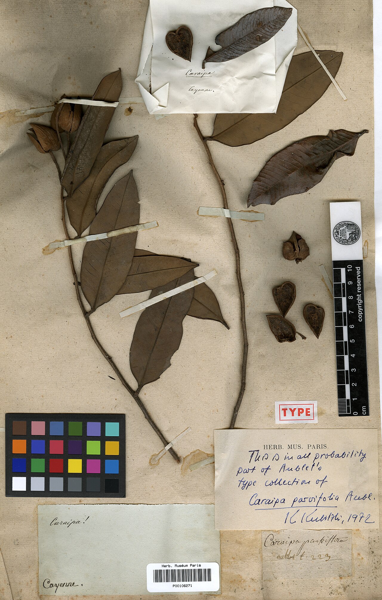 Caraipa parvifolia: Caraipa parvifolia Aubl. - herbier collecté par Aublet en Guyane, conservé au MNHN P-P00106271