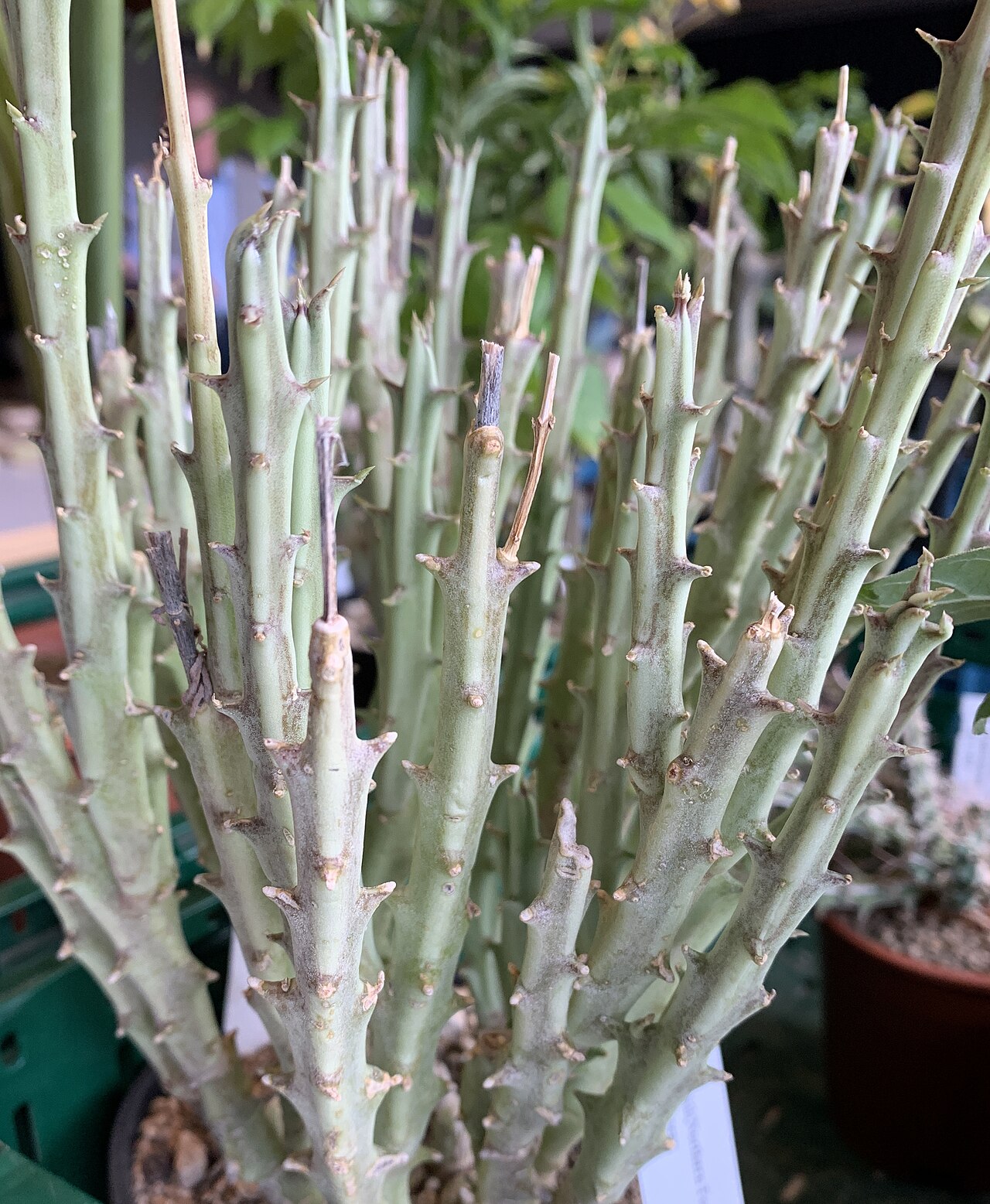 Caralluma dicapuae: Caralluma dicapuae