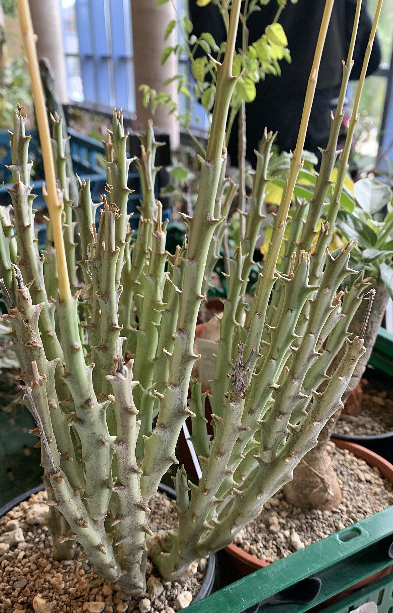 Caralluma dicapuae: Caralluma dicapuae