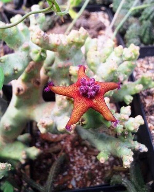 Caralluma dolichocarpa: Caralluma lavrani - Desmidorchis