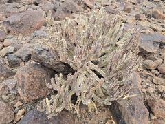 Caralluma petraea (Caralluma petraea)