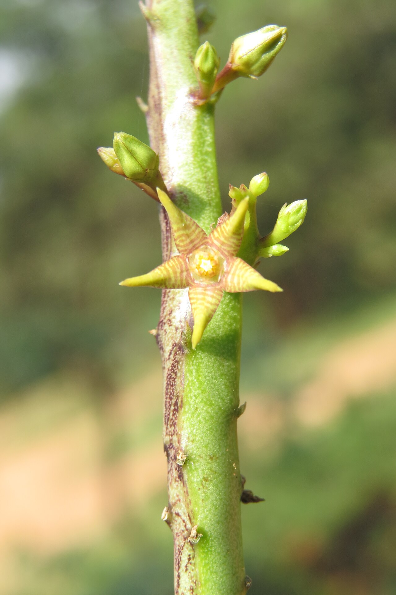 Caralluma stalagmifera: Photos from Theni, Cumbam Valley, Tamilnadu