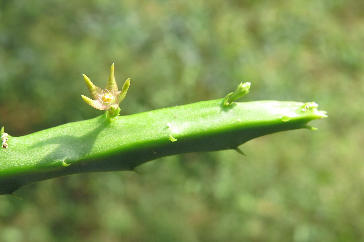 Caralluma stalagmifera: Photos from Theni, Cumbam Valley, Tamilnadu