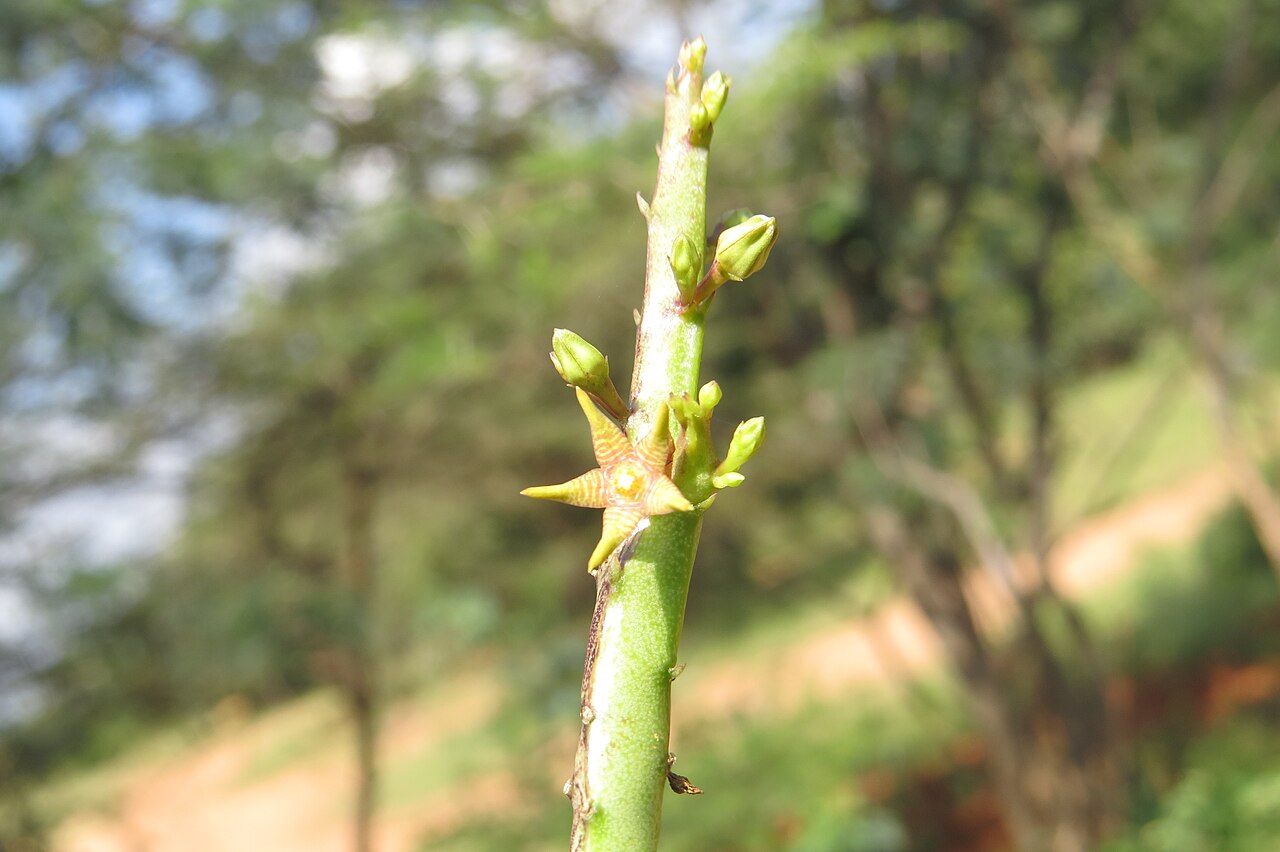 Caralluma stalagmifera: Photos from Theni, Cumbam Valley, Tamilnadu