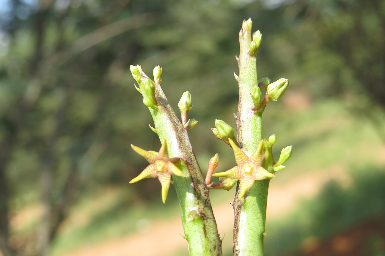 Caralluma stalagmifera: Photos from Theni, Cumbam Valley, Tamilnadu