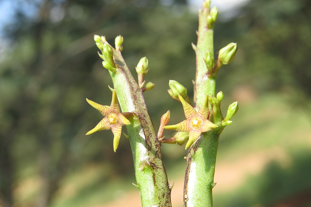 Caralluma stalagmifera: Photos from Theni, Cumbam Valley, Tamilnadu