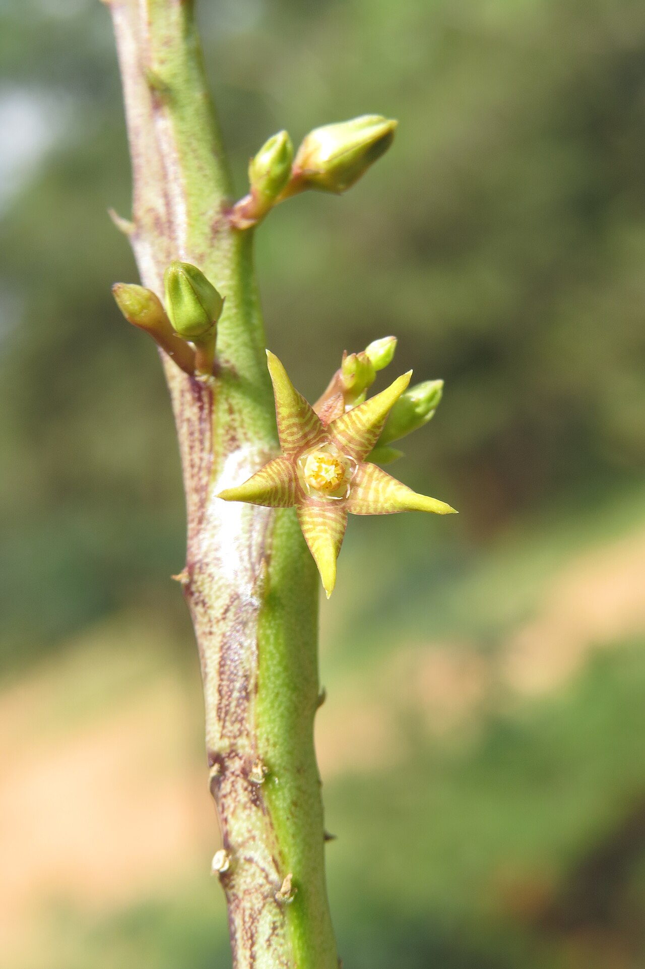 Caralluma stalagmifera: Photos from Theni, Cumbam Valley, Tamilnadu
