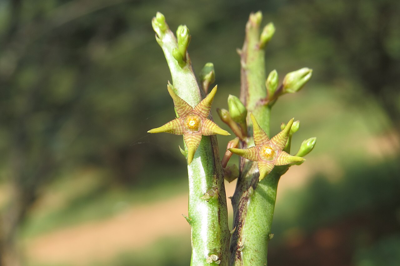 Caralluma stalagmifera: Photos from Theni, Cumbam Valley, Tamilnadu
