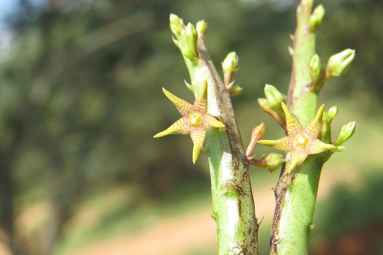Caralluma stalagmifera: Photos from Theni, Cumbam Valley, Tamilnadu