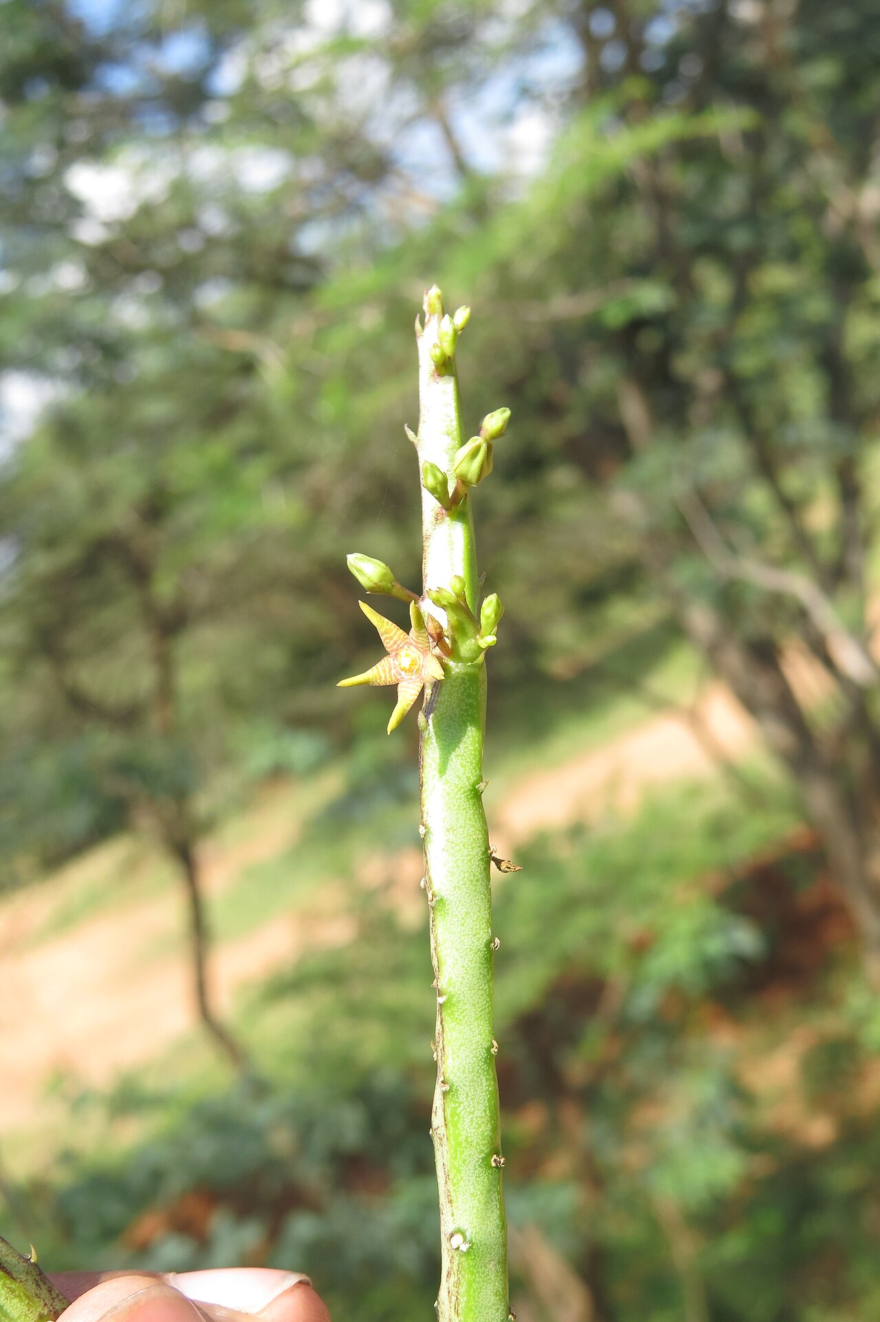 Caralluma stalagmifera: Photos from Theni, Cumbam Valley, Tamilnadu