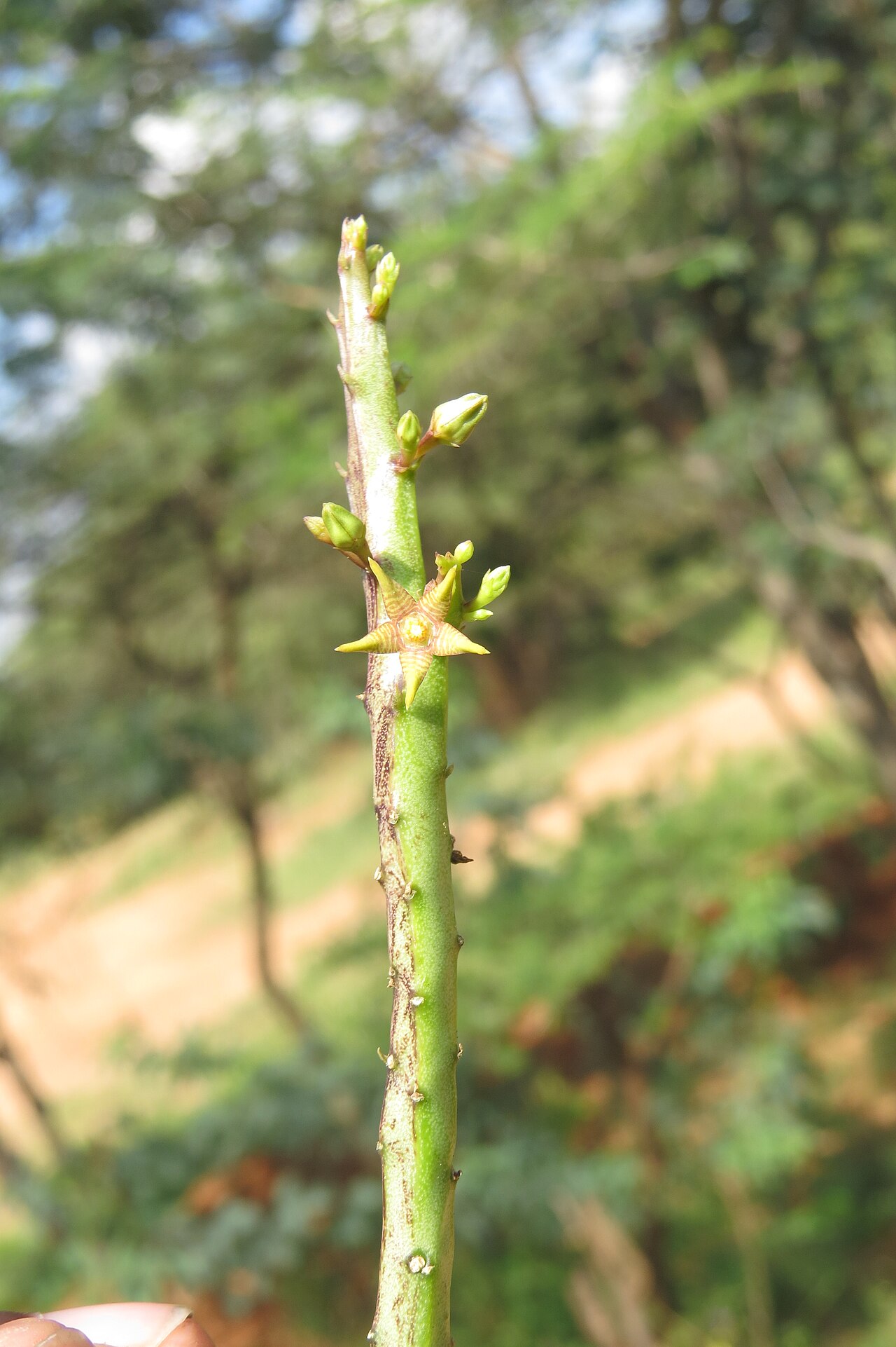 Caralluma stalagmifera: Photos from Theni, Cumbam Valley, Tamilnadu