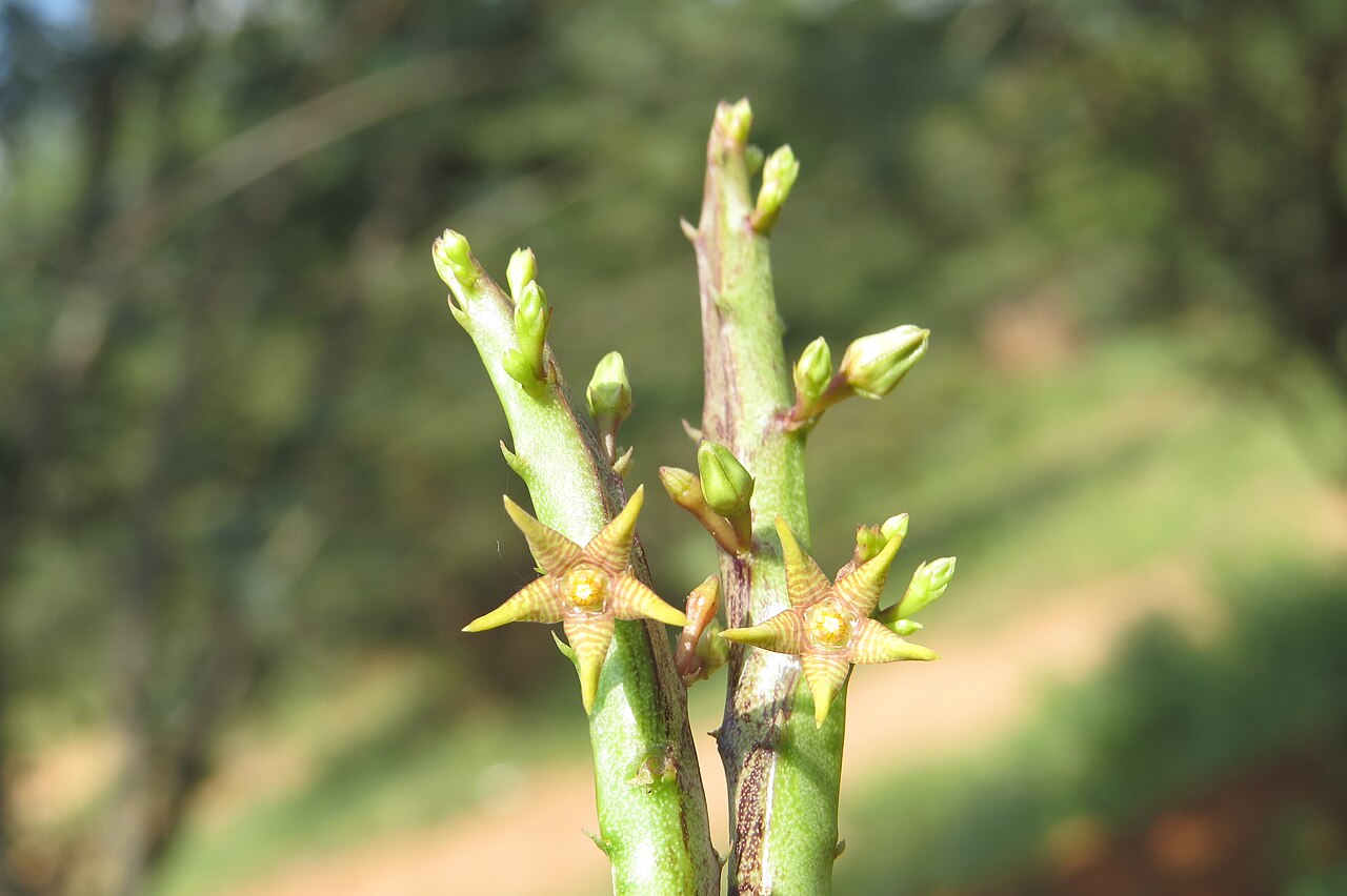 Caralluma stalagmifera: Photos from Theni, Cumbam Valley, Tamilnadu