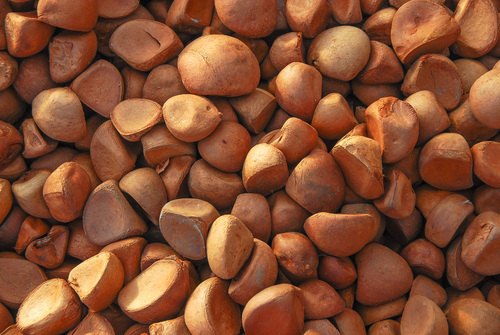 Crabwood (Carapa guianensis)