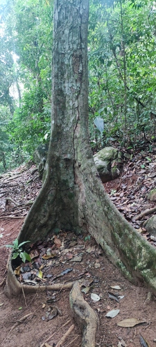 Crabwood (Carapa guianensis)