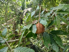 Crabwood (Carapa guianensis)
