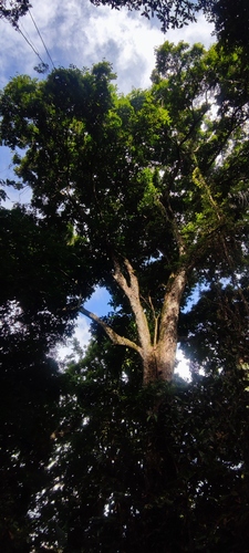 Crabwood (Carapa guianensis)