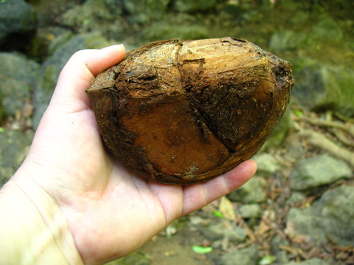 Crabwood (Carapa guianensis)