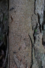 Crabwood (Carapa guianensis)