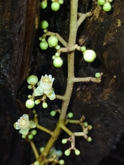 Crabwood (Carapa guianensis)