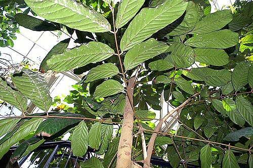 Crabwood: Location taken: the New York Botanical Garden. Names: Carapa guianensis Aubl., Andiroba, Andiroba-Saruba, Bastard Mahogany, Carapa, Cedro, Crabwood, Iandiroba,