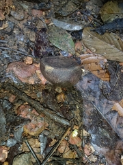 Crabwood (Carapa guianensis)