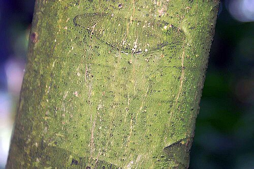 Crabwood: Location taken: the New York Botanical Garden. Names: Carapa guianensis Aubl., Andiroba, Andiroba-Saruba, Bastard Mahogany, Carapa, Cedro, Crabwood, Iandiroba,