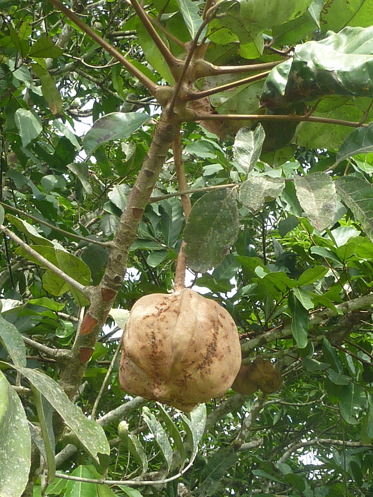 Carapa procera: Graine de Carapa procera