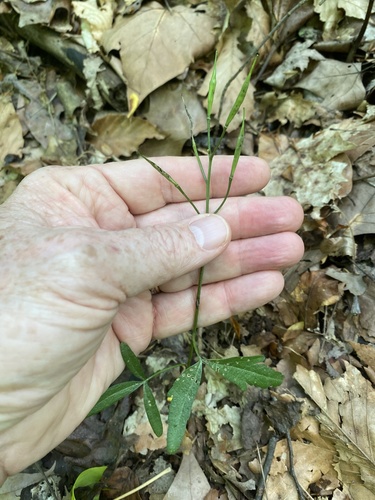 Slender toothwort (Cardamine angustata)