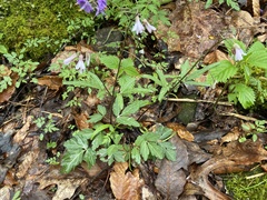 Slender toothwort (Cardamine angustata)