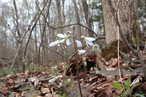 Slender toothwort (Cardamine angustata)