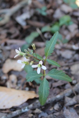 Slender toothwort (Cardamine angustata)