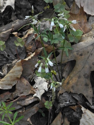 Slender toothwort (Cardamine angustata)