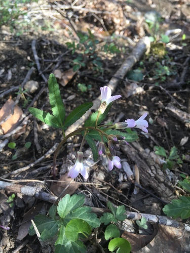 Slender toothwort (Cardamine angustata)