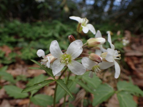 Slender toothwort (Cardamine angustata)