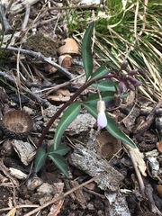 Slender toothwort (Cardamine angustata)